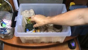 Размножение кормового сверчка.