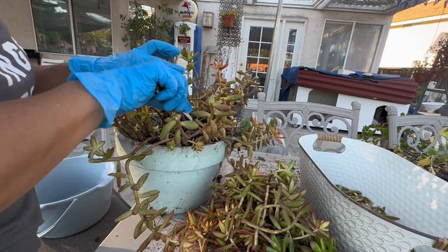 Succulent Care, Sedum Adolphii or Sedum Firestorm, found this sedum plant in the trash смотреть онлайн