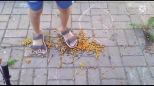 давим ногами и самокатом рябину