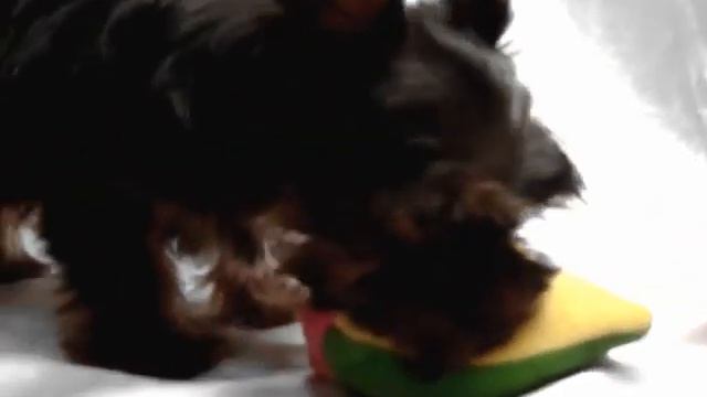 Щенок, йоркширский терьер, вязки,питомник Фаворит Дог смотреть онлайн