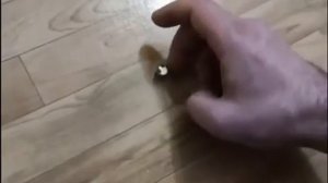 Что делать если скрипит пол