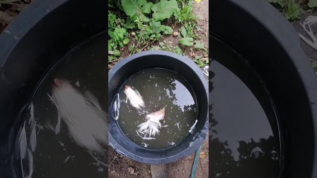 Как резать бройлера