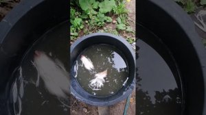 Как резать бройлера