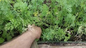 Заготовка зелени и моркови на зиму. Запасы на зиму.