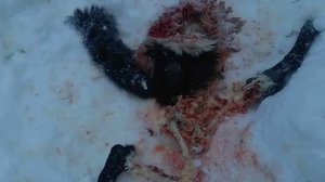 волки сорвали с цепи собаку и съели в 20 метрах от жилья