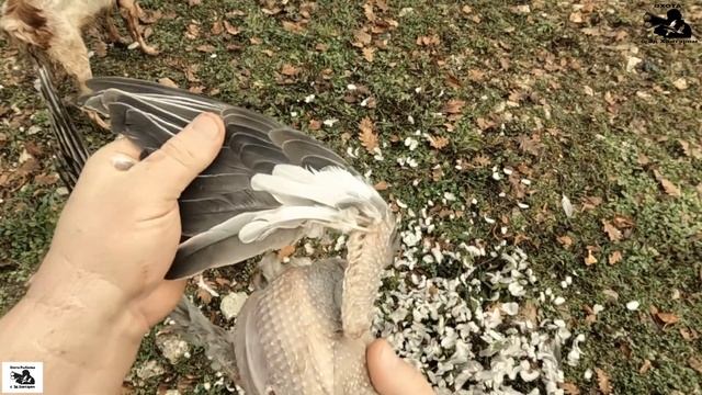 Охота на голубя | Вяхирь | 2021 | Сочи | Грибы | Форель !!! смотреть онлайн