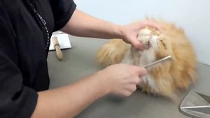 Как расчесать персидскую кошку  Подробное видео