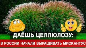 Даёшь целлюлозу: в России начали выращивать мискантус