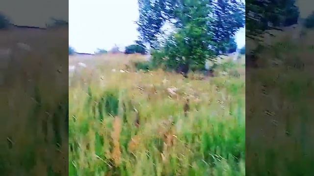 Смешной и милый лабрадор. Лабрадоры - весёлые собаки. Как гулять с лабрадором