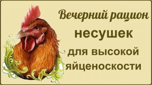Курица несушка: кормление вечером  Состав корма   Сравниваем яйца
