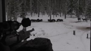 Тепловизионный прицел PULSAR APEX XD75 - наглядно...