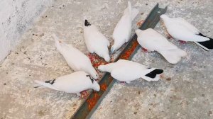 Свет ночью как влияет на голубей. Light how doves act at night