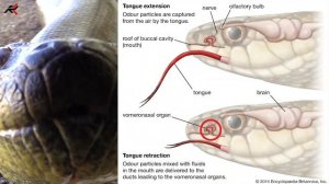 Woman found in python stomach | Anaconda VS Python Snake Who will be Winner?