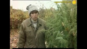 Характеристика хвойных растений:  советы специалистов