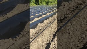 Как сделать грядки для батата.