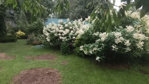 Красота гортензий в саду.Ленинградская область.
