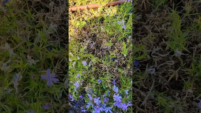 Как уберечь свежие посадки летом в жару? смотреть онлайн