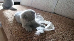 Кошкин дом питомник Greycat www.grey-cats.ru