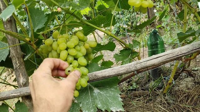 Сорт винограду "Плевен стійкий" (Августин, Феномен) смотреть онлайн