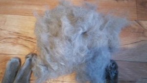 Может,  побрить? Целый пакет шерсти с одного кота.