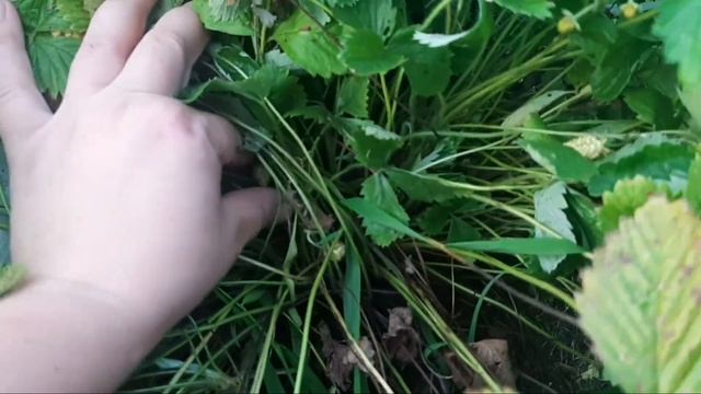 Фаршированные перцы,быстро и вкусно/Купили яблоню ОСТАНКИНО/Как посадить яблоню/Тетради к школе смотреть онлайн