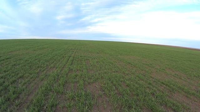 Озимая пшеница как она есть. Winter Wheat. 60 кг АЗОТА.