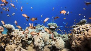 Коралловый риф.Wonderful Coral Reef Aquarium Fish 4K