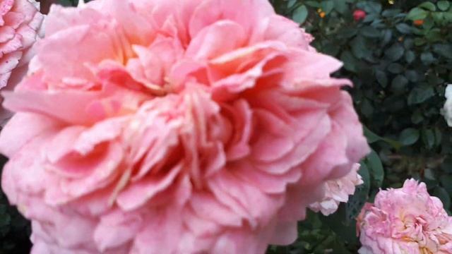 РОЗА ??? ФЕСТИВАЛЬ де ЖАРДИН де ШОМОН ???СТАДИИ РОСПУСКА БУТОНА??... смотреть онлайн