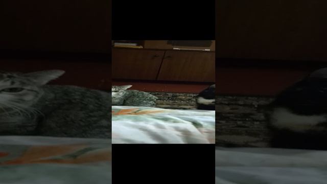 развлекуха в мороз?