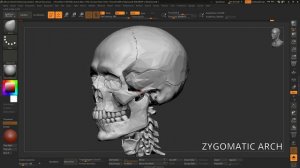 28_череп для создания #3d_персонажей