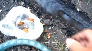 Посадка косточек ранних персиков, 2й способ