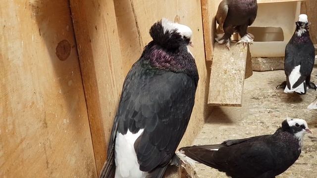 23.06.18. По просьбе Орджоникидзевские белохвостые голуби. Ordzhonikidze white-tailed pigeons.