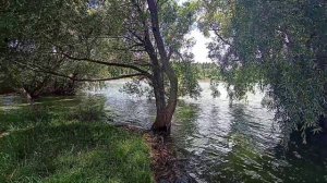 смт Корнин, став Корніно, гребля і міст, р.Ірпінь.