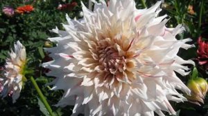 Коллекция  георгин. Декоративные (макси) часть 2