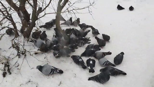 Зима в Великом Новгороде смотреть онлайн