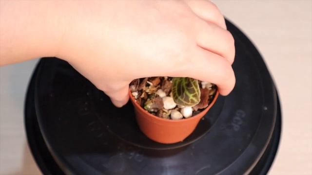 Jewel Orchids : My Collection & Care // Macodes, Ludisia & Anoectochilus смотреть онлайн