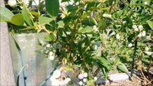 Правильная подкормка,полив ГОЛУБИКИ-отличный урожай.