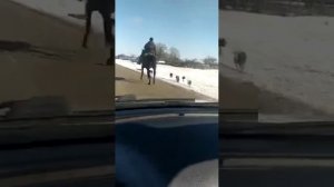 Жеребец Карачаевской породы Зверёк, иноходец