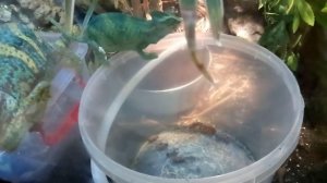 Хамелеоны дома