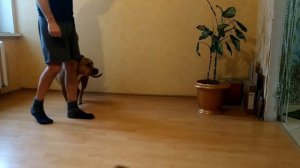 Умная собака выполняет команды за лакомство