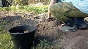 Копаю картошку!