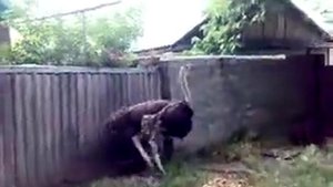 страус бегает по городу.