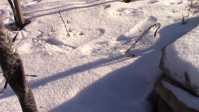 Подготовка Сада к Зиме. Защита Деревьев от Грызунов. смотреть онлайн