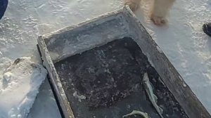 ПРОВЕРКА РЮЖИ.  часть #4 .    ГЛУХОЗИМЬЕ .