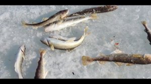 Рыбалка на Самоделки (Комбайны). Ловля Наваги в Тавричанке.