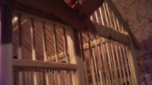 Щеглы и Репела (птицы)