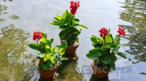 ? TIPS FOR GROWING ELEPHANT EARS IN POTS ???