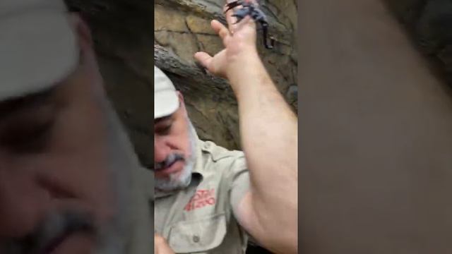 Hello ween is getting a little weird around here at the Zoo#animals #bugs#hello ween#short смотреть онлайн