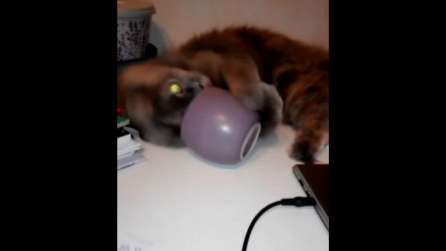How do you human use that thing?! | Кошка пытается понять, зачем нужна кружка смотреть онлайн