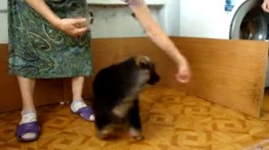 Начальная дрессировка щенка немецкой овчарки.Сантлаурис Имидж